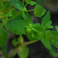 Euphorbia peplus1