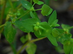 Euphorbia peplus1