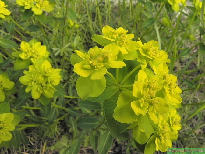 Euphorbia verrucosa1