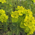 Euphorbia_verrucosa1.JPG