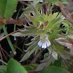 Euphrasia (ancien)