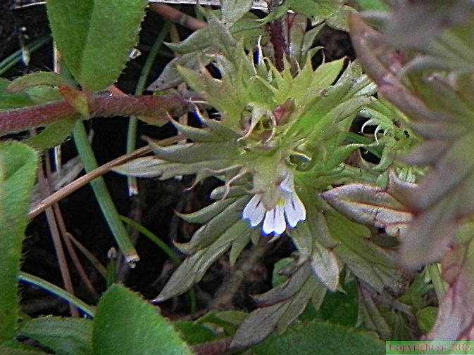 Euphrasia salisburgensis1