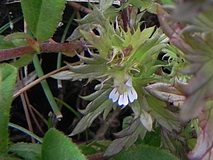 Euphrasia salisburgensis1