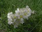 Filipendula vulgaris1