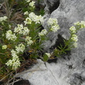 Galium anisophyllum1