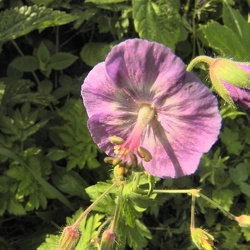 Geranium