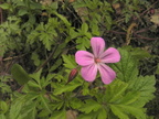 Geranium robertianum1