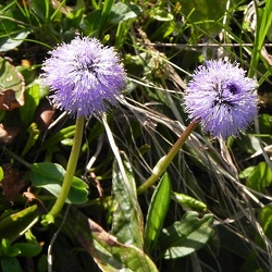 Globularia (nouveau)