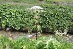 Heracleum mantegazzianum1