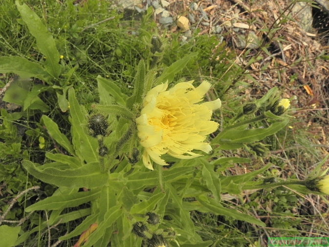 Hieracium intybaceum1