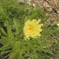 Hieracium intybaceum1