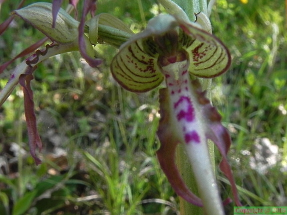 Himantoglossum hircinum1