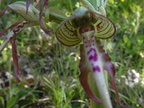 Himantoglossum hircinum1