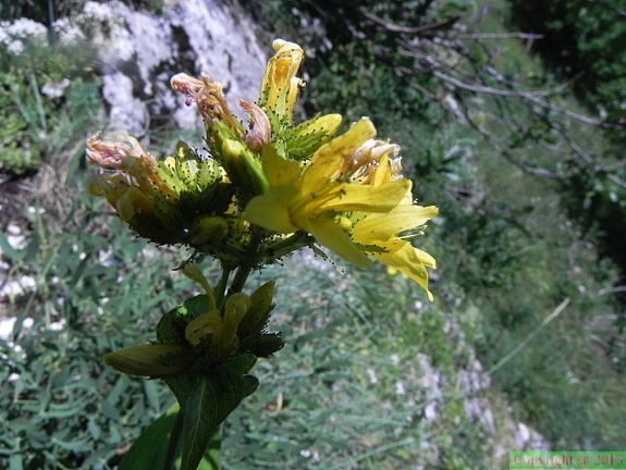 Hypericum montanum1