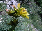 Hypericum montanum1
