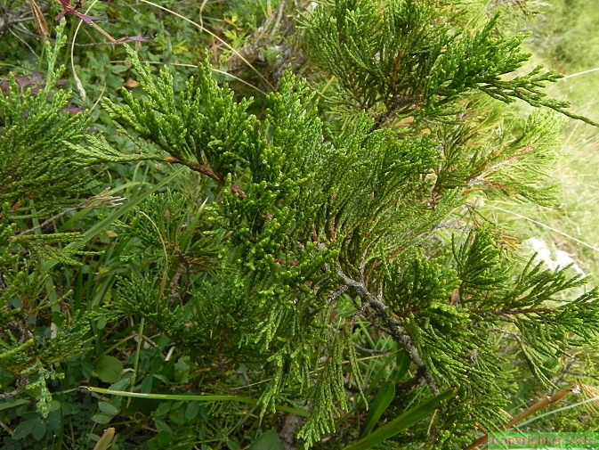 Juniperus_sabina1.JPG