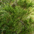 Juniperus sabina1