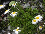 Leucanthemopsis alpina1
