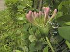 Lonicera caprifolium1