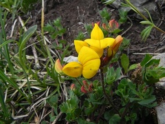 Lotus alpinus1