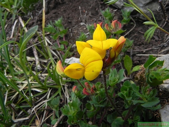 Lotus alpinus1