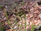 Luzula sylvatica subsp sieberi1