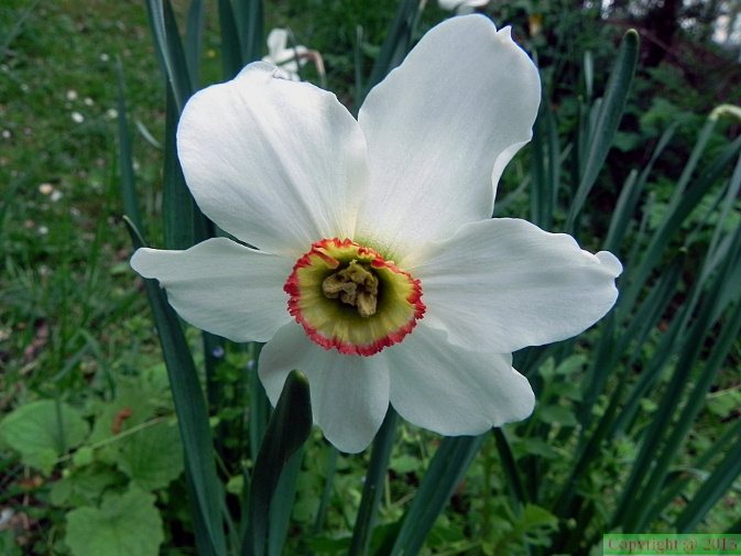 Narcissus poeticus ssp poeticus1