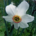 Narcissus poeticus ssp poeticus1