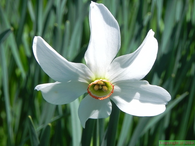 Narcissus_poeticus_ssp_radiiflorus1.JPG