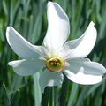 Narcissus poeticus ssp radiiflorus1