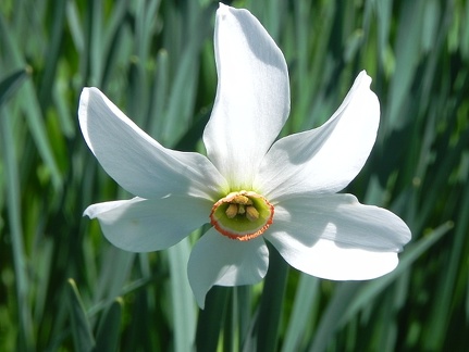 Narcissus poeticus ssp radiiflorus1