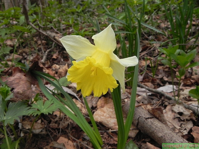 Narcissus pseudonarcissus1