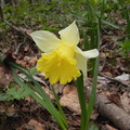Narcissus pseudonarcissus1