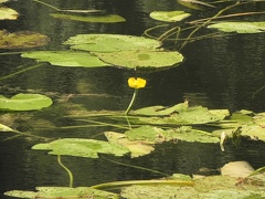 Nuphar luteum1