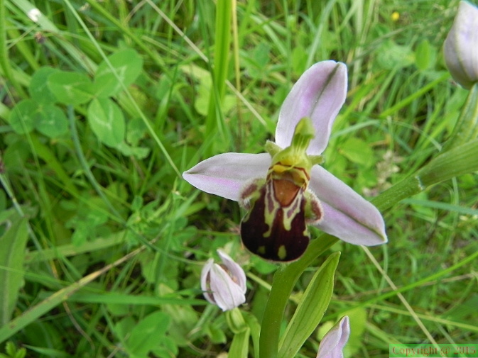 Ophrys apifera1