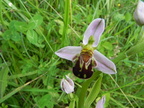 Ophrys apifera1