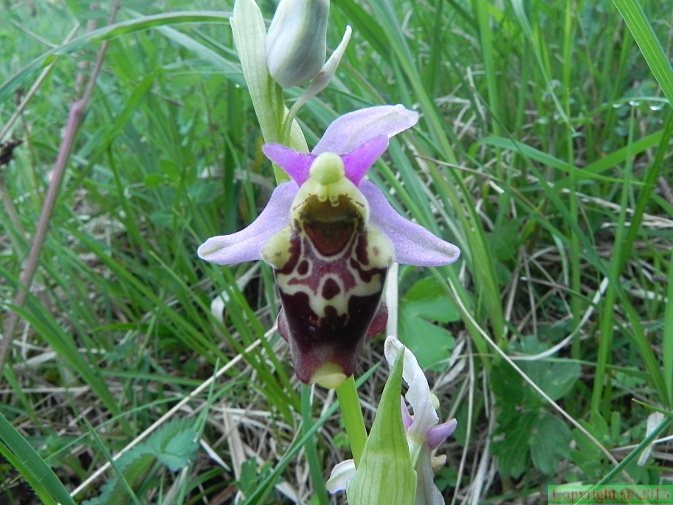 Ophrys_arachnites1.JPG
