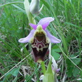 Ophrys arachnites1