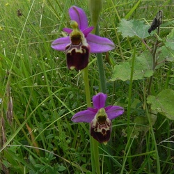 Ophrys