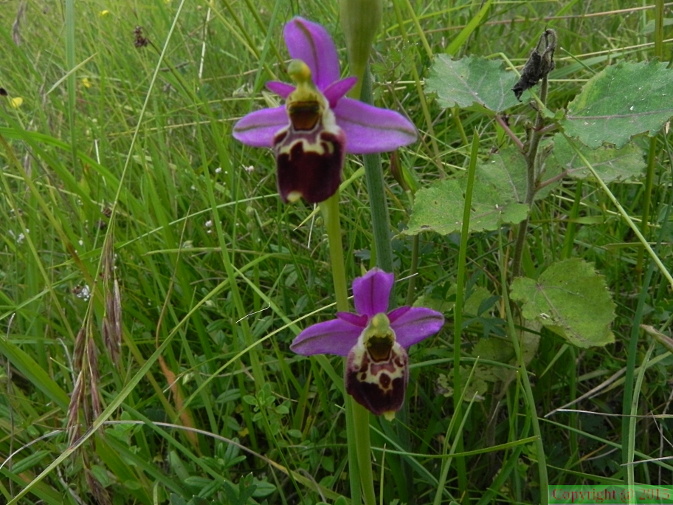 Ophrys_elatior1.JPG