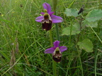 Ophrys elatior1