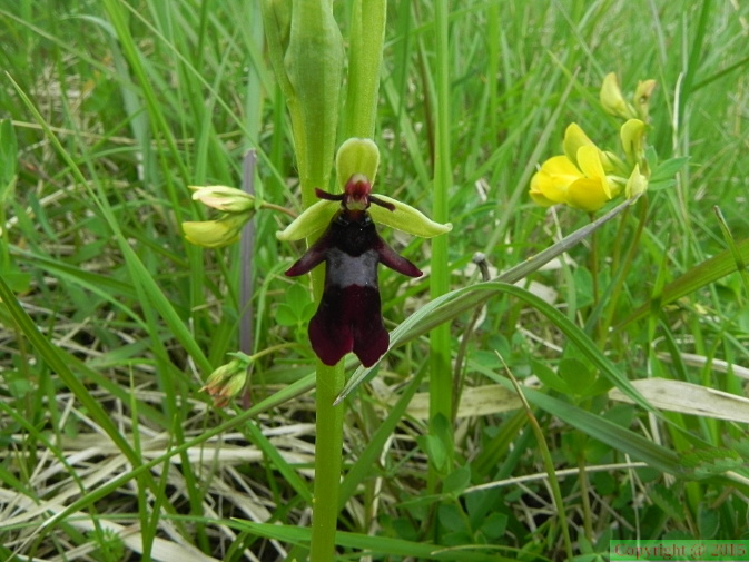Ophrys_insectifera1.JPG