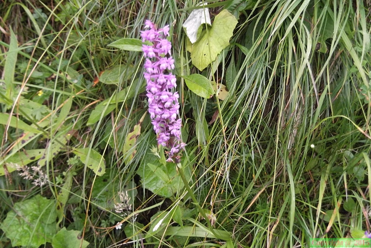 Orchis_conopea1.JPG