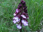Orchis purpurea1