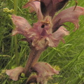 Orobanche caryophyllacea1