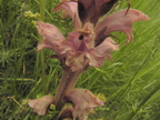Orobanche caryophyllacea1