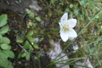 Parnassia palustris1