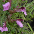 Pedicularis palustris1