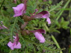 Pedicularis palustris1