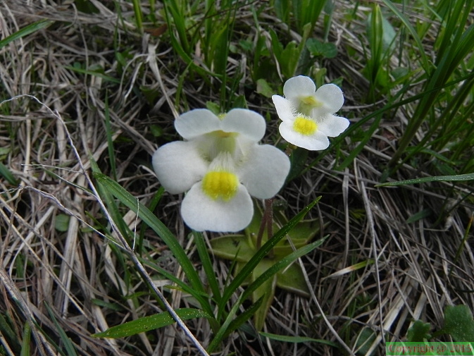 Pinguicula_alpina1.JPG